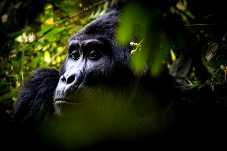 USAID Measuring Impact Conservation Enterprise Retrospective (Uganda; International Gorilla Conservation Program) (25422599607)