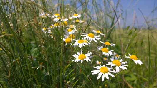 Summer nature slovakia
