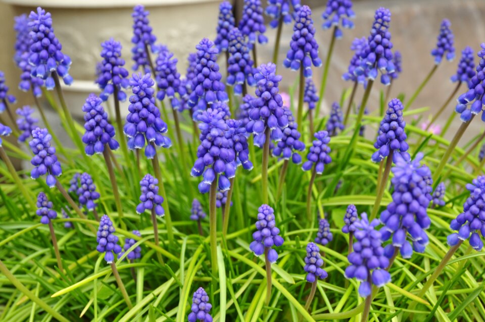 Flower purple purple flower