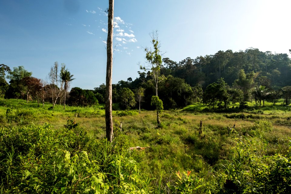 USAID Measuring Impact Conservation Enterprise Retrospective (Philippines; Nagkakaisang Tribu ng Palawan) (38483342010)