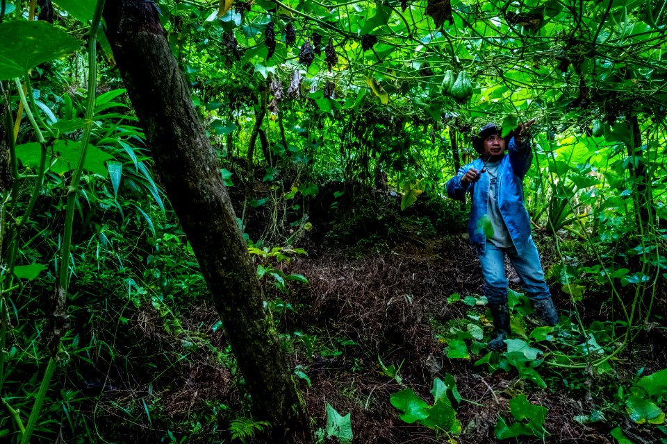 USAID Measuring Impact Conservation Enterprise Retrospective (Philippines; Kalahan Educational Foundation) (39580917884)