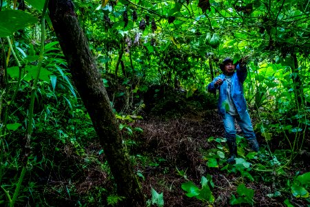USAID Measuring Impact Conservation Enterprise Retrospective (Philippines; Kalahan Educational Foundation) (39580917884)