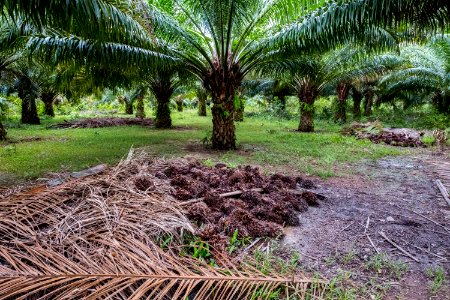 USAID Measuring Impact Conservation Enterprise Retrospective (Philippines; Nagkakaisang Tribu ng Palawan) (25421947637)