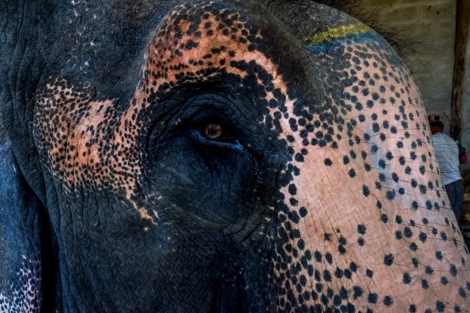 USAID Measuring Impact Conservation Enterprise Retrospective (Nepal; National Trust for Nature Conservation) (40300883691)