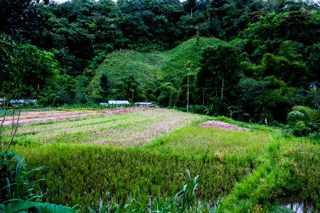 USAID Measuring Impact Conservation Enterprise Retrospective (Philippines; Kalahan Educational Foundation) (39394923825)