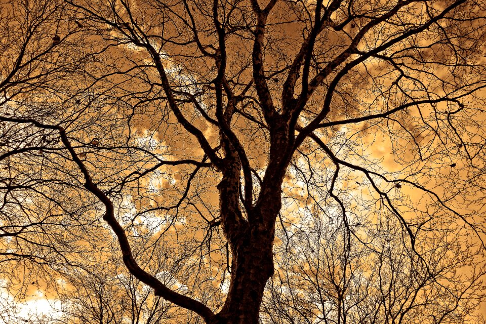 Silhouette canopy tangle