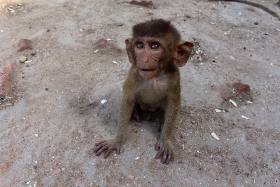 Animal animal photo surprised