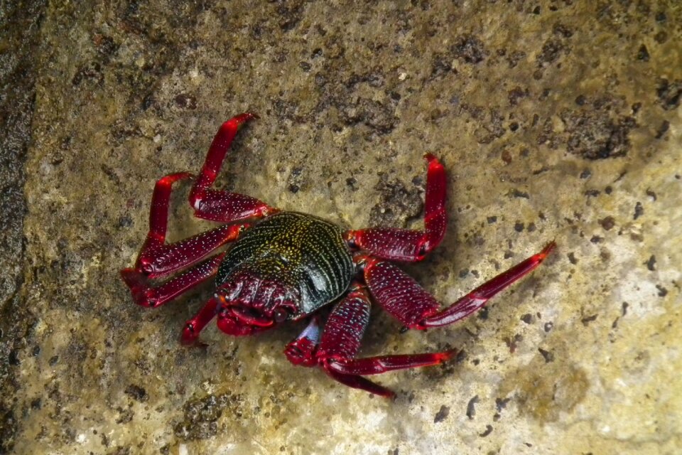 Red stone nature