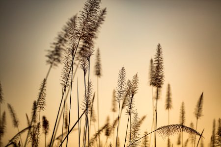 USAID Measuring Impact Conservation Enterprise Retrospective (Nepal; National Trust for Nature Conservation) (40301503701)