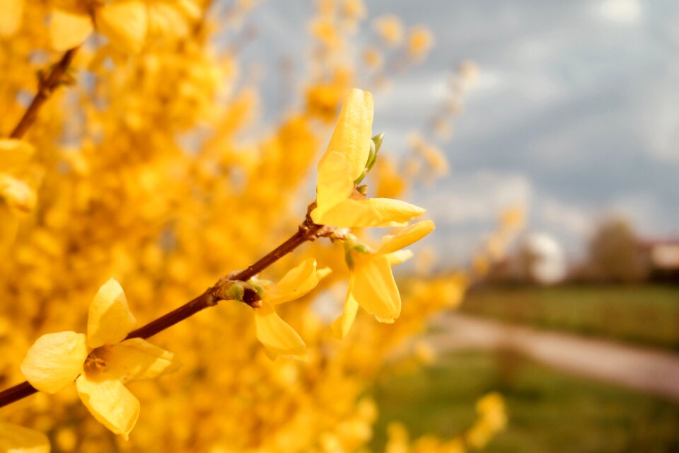 Plant flower forsythia