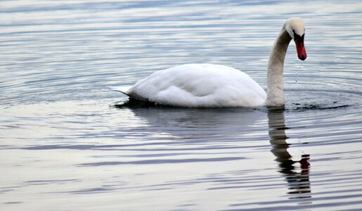 Lake bird species photo