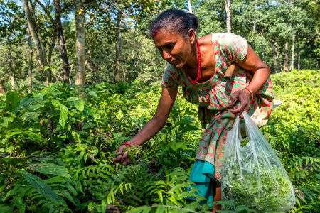 USAID Measuring Impact Conservation Enterprise Retrospective (Nepal; National Trust for Nature Conservation) (40255748932)