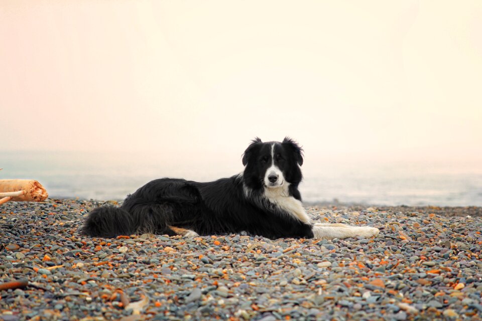 Autralian shephard border collie beach