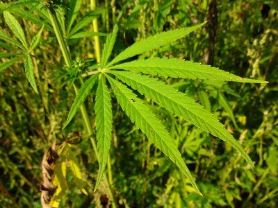 The leaves are leaves herbs