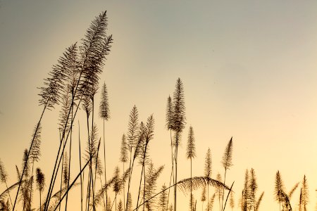 USAID Measuring Impact Conservation Enterprise Retrospective (Nepal; National Trust for Nature Conservation) (38492132750)
