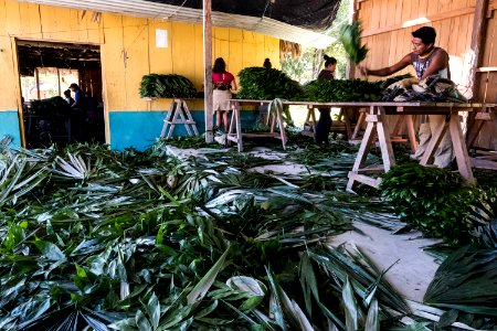 USAID Measuring Impact Conservation Enterprise Retrospective (Guatemala; Rainforest Alliance) (40304830651)