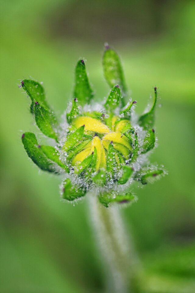 Flower bud flower yellow