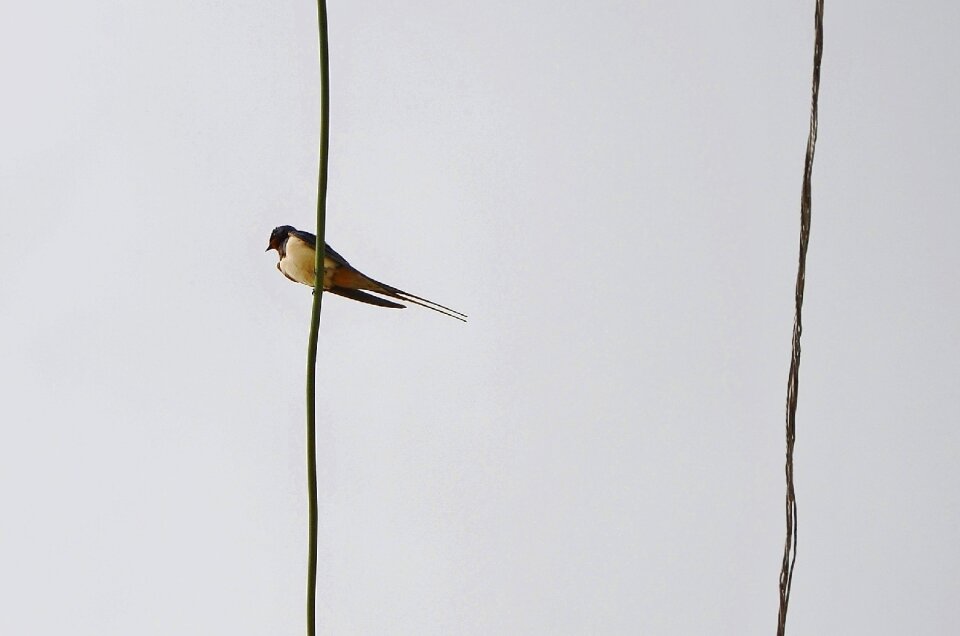 Freedom flying wildlife