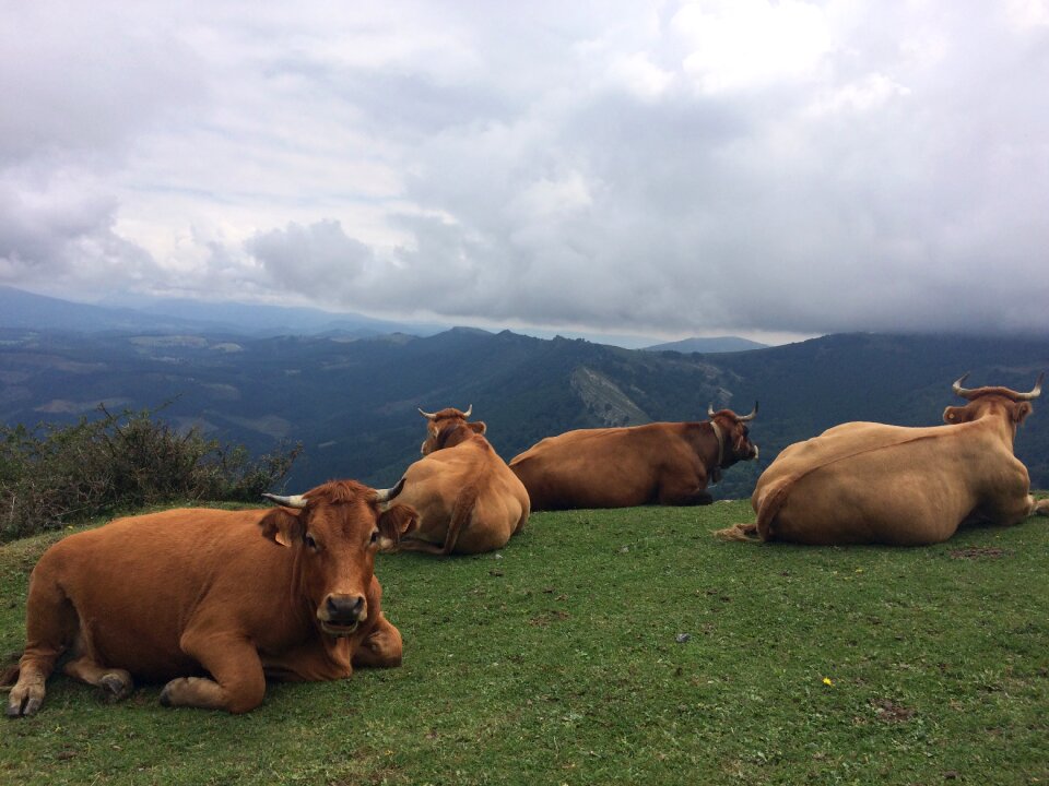 Field animal husbandry cow animal