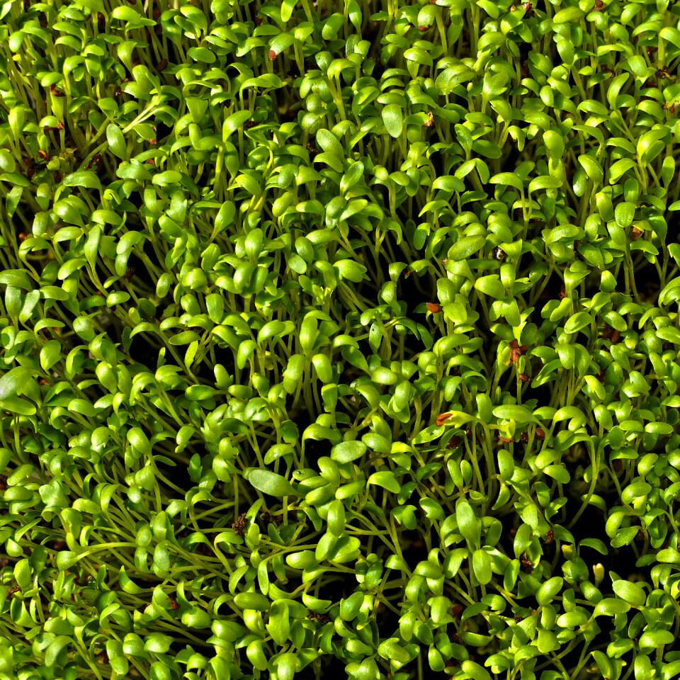 Spice easter decoration easter