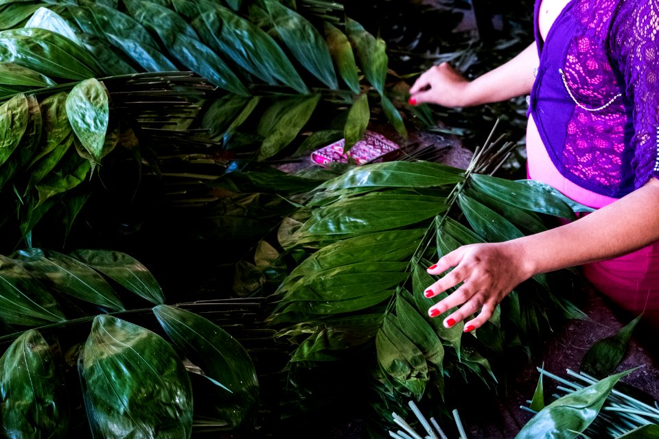 USAID Measuring Impact Conservation Enterprise Retrospective (Guatemala; Rainforest Alliance) (38495390230)