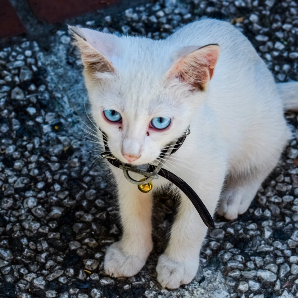 Kitten domestic eyes