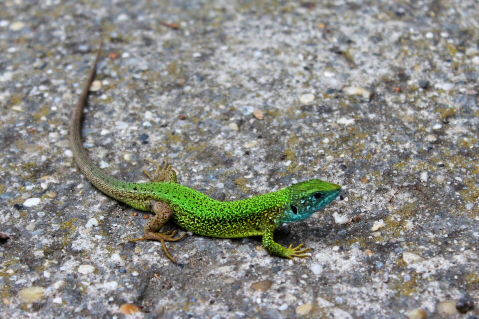 Animals green green lizard