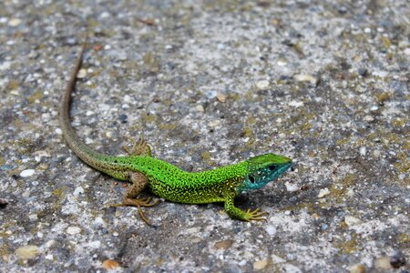 Animals green green lizard
