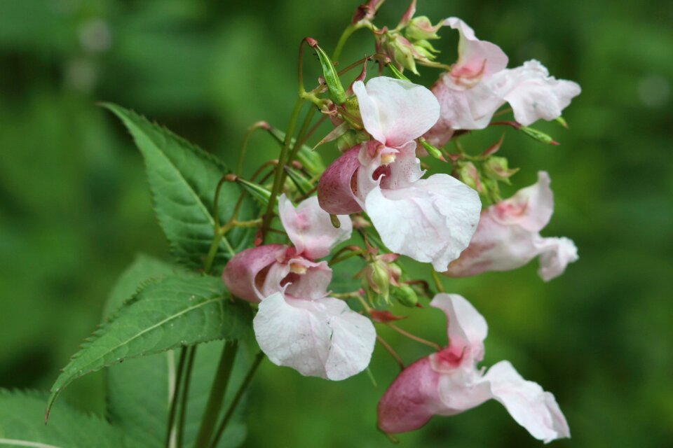 Sheet bud summer
