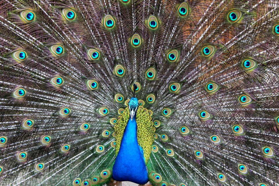 Bird colors nature
