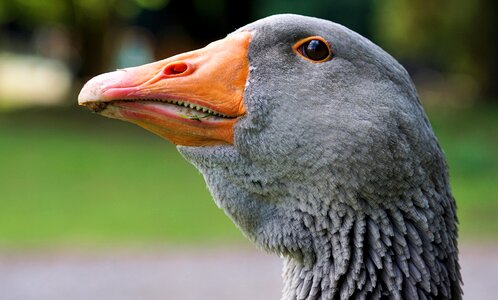 Water bird greylag goose animal