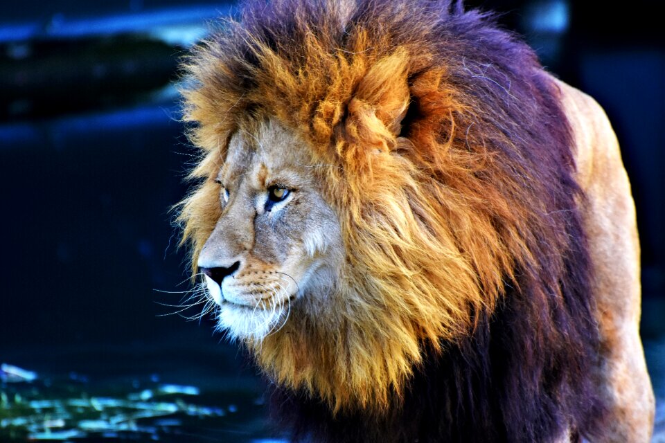 Lion's mane mane cat