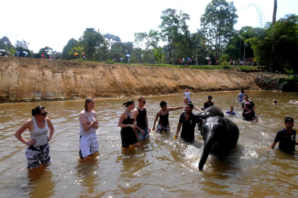 US Navy 080820-N-4009P-282 Sailors assigned to the Nimitz-class aircraft carrier USS Ronald Reagan (CVN 76) and other tourists help bathe two Asian elephants
