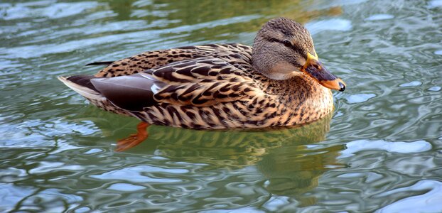 Water bird bird nature