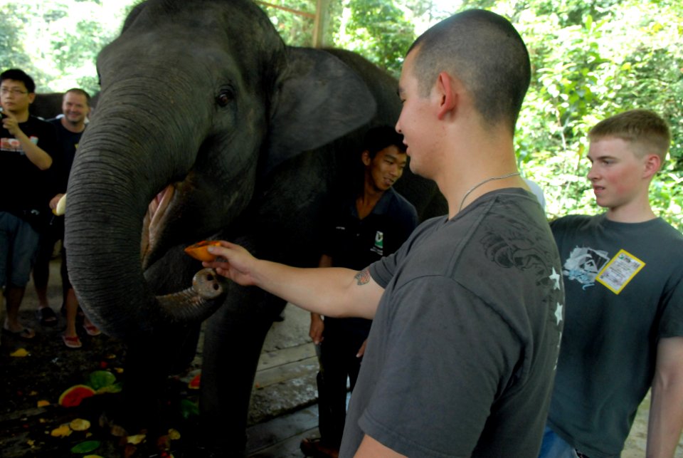 US Navy 080819-N-4005H-078 Sailors assigned to the Nimitz-class aircraft carrier USS Ronald Reagan (CVN 76) feed an elephant at the Kuala Gandah Elephant Sanctuary