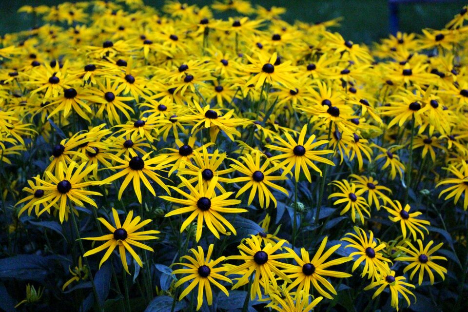 Yellow flower plant blossom