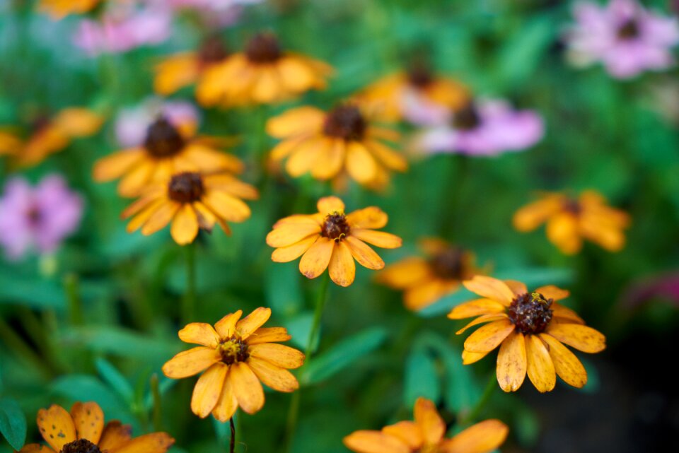 Nature flowers plant