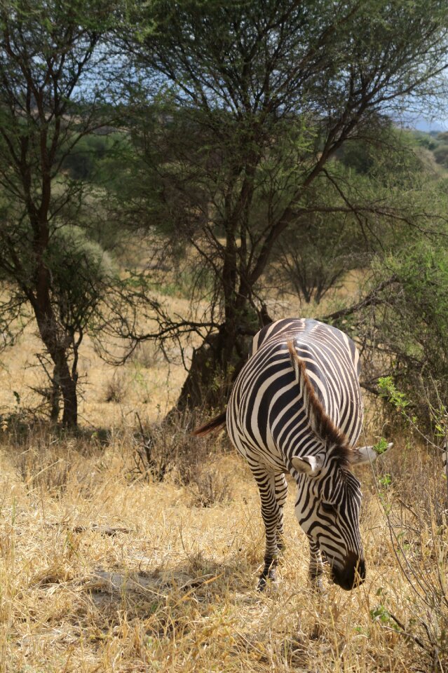 Wildlife zebra tree