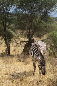 Wildlife zebra tree photo