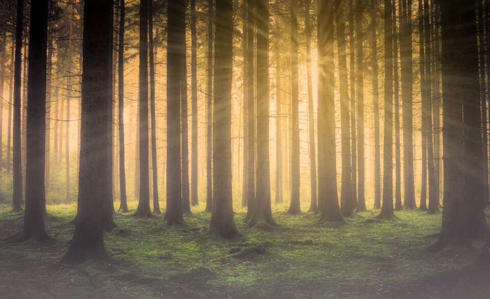 Sun rays the fog nature