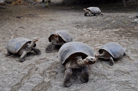 Giant wild ecuador
