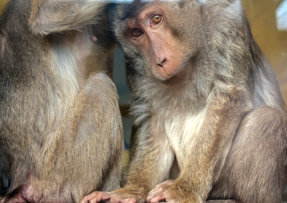 Primate animal äffchen