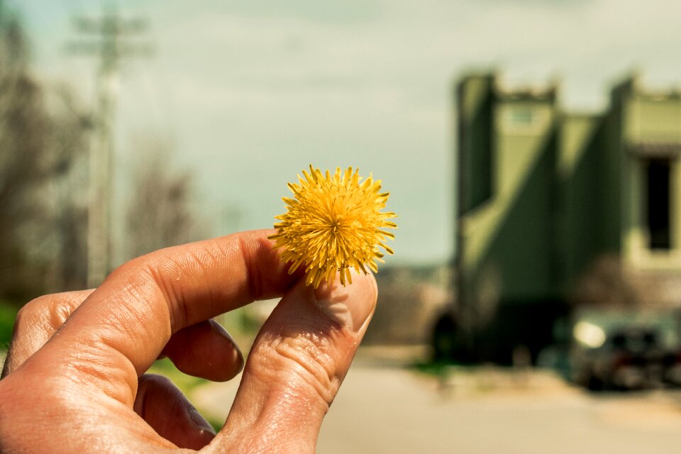 Dandy lion spring summer