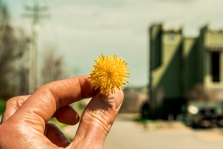 Dandy lion spring summer