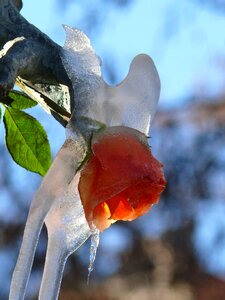 Rose iced viktualienmarkt photo