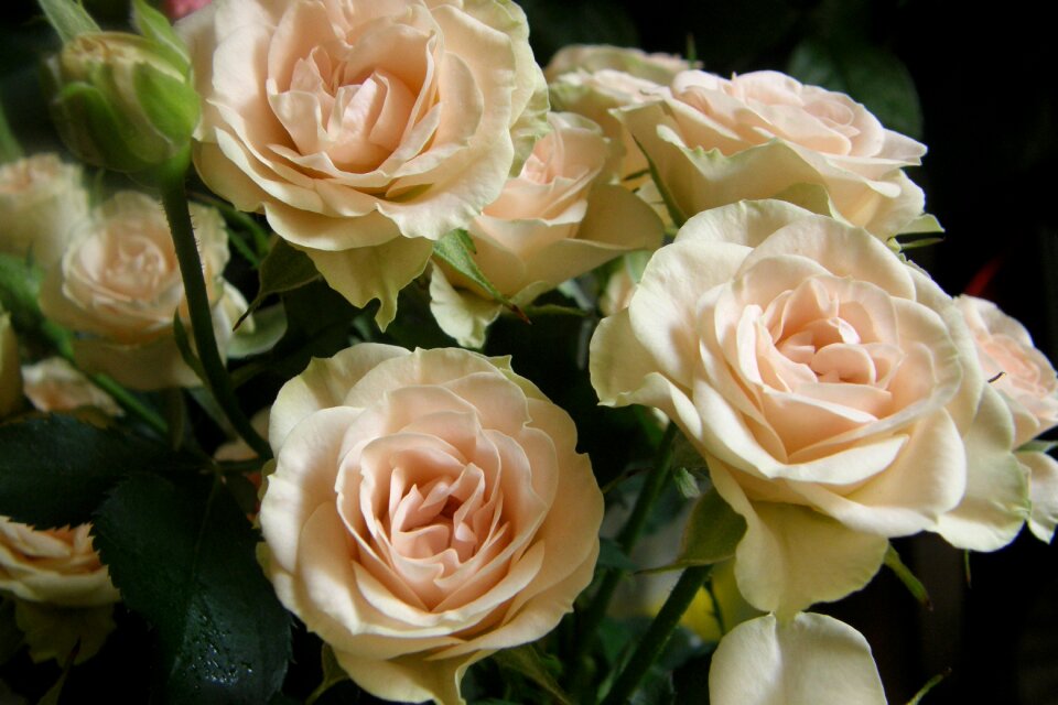 Tender rose nature bouquet