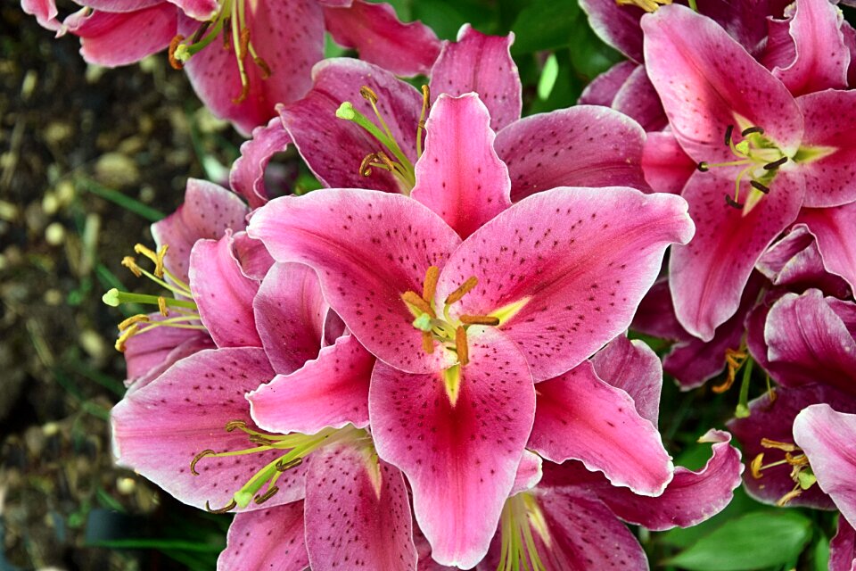 Close up pink garden