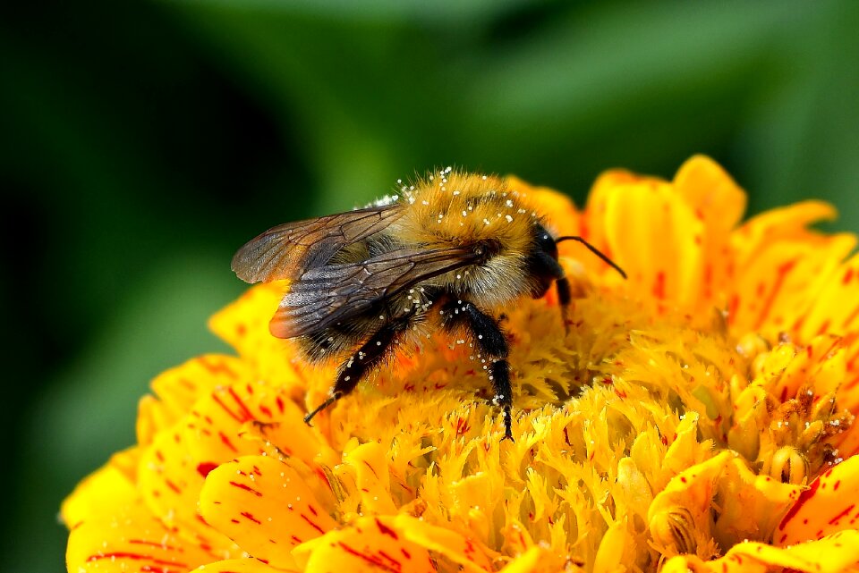 Flower pollen plant