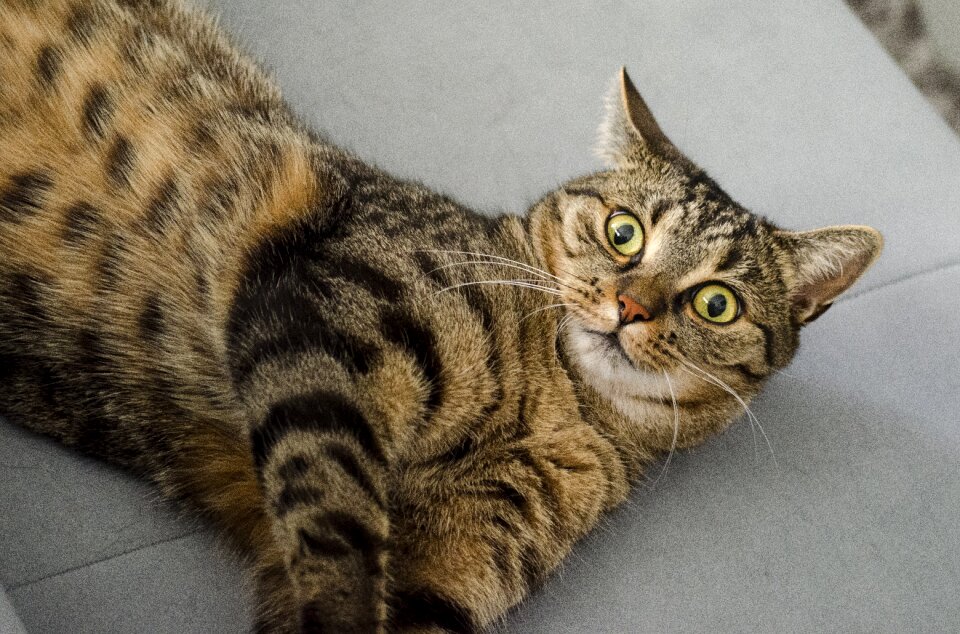 Cat's eyes domestic cat kitten photo