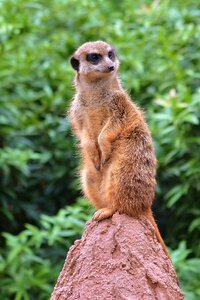 Zoo meerkat vigilant